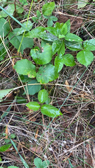 Toxicodendron rydbergii