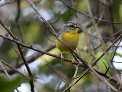 Basileuterus culicivorus