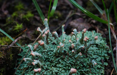 Cladonia peziziformis