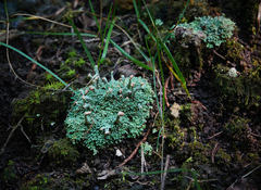 Cladonia peziziformis