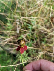 Ratibida columnifera