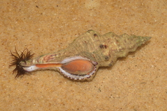 Goniofusus brasiliensis