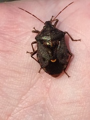 Cermatulus nasalis nasalis