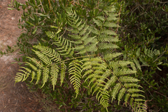 Pteridium aquilinum pseudocaudatum