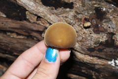 Agrocybe acericola