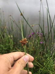 Schoenoplectus pungens