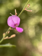 Desmodium perplexum
