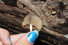 Agrocybe acericola