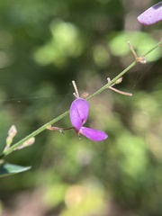 Desmodium perplexum