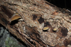 Agrocybe acericola