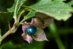 Clerodendrum fortunatum