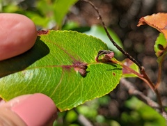 Eriophyes cerasicrumena