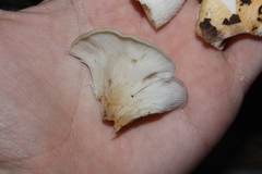 Hohenbuehelia angustata