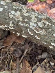 Peniophora albobadia