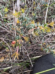 Micrantheum ericoides