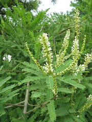 Eysenhardtia polystachya