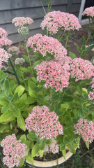 Hylotelephium maximum × spectabile