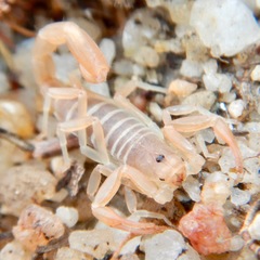 Vaejovidae