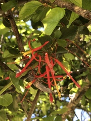 Tristerix corymbosus