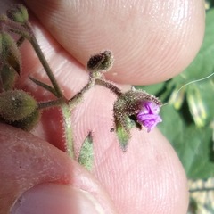 Mirabilis oxybaphoides