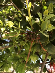 Tristerix corymbosus