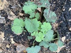 Alchemilla mollis
