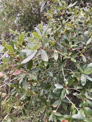 Quercus hemisphaerica