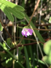Geranium berteroanum