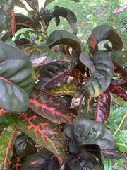 Codiaeum variegatum