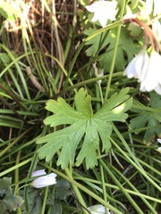 Geranium berteroanum