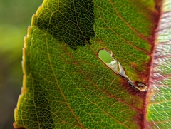 Coptodisca splendoriferella