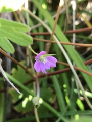 Geranium berteroanum
