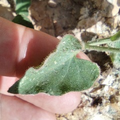 Mirabilis oxybaphoides