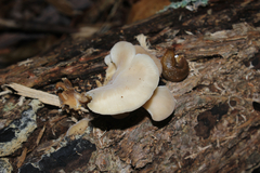 Hohenbuehelia angustata