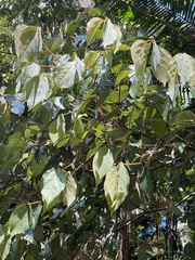 Neolitsea dealbata