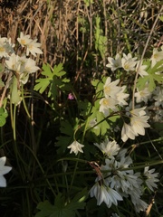 Geranium berteroanum