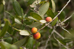 Disholcaspis quercusomnivora