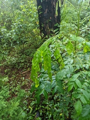 Zanthoxylum