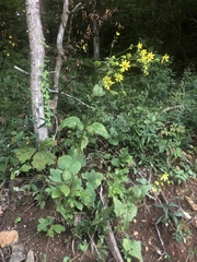 Silphium wasiotense