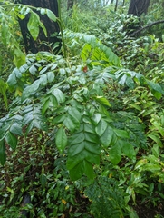 Zanthoxylum