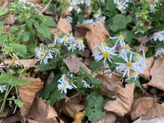 Symphyotrichum prenanthoides