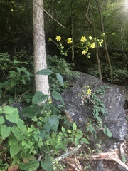 Silphium wasiotense