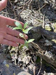 Coprosma propinqua