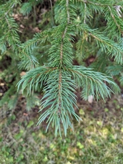 Picea sitchensis