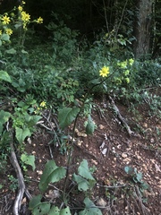 Silphium wasiotense