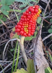 Arisaema dracontium