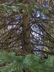 Picea sitchensis