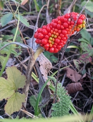 Arisaema dracontium