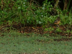 Laniarius ferrugineus ferrugineus
