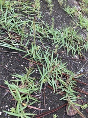 Stenotaphrum secundatum